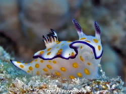 Hypselodoris ghardaqana

Sea&Sea DX-1G, Settings: f6.3,... by Thomas Bannenberg 
